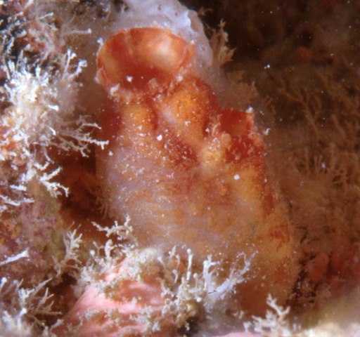 Pyura elongata